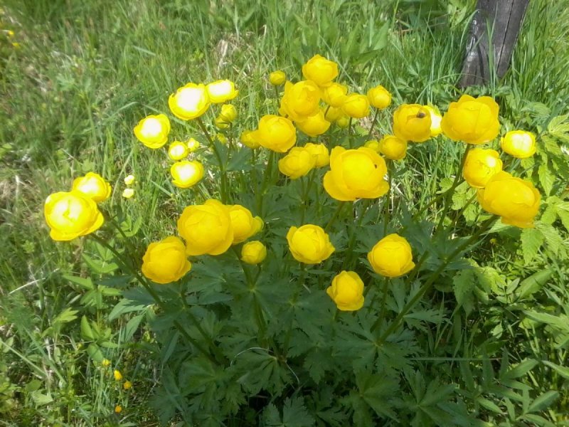 Купальница троллиус