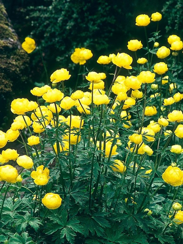 Trollius acaulis
