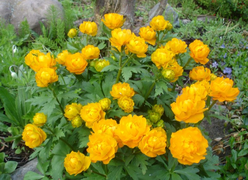 Купальница махровая