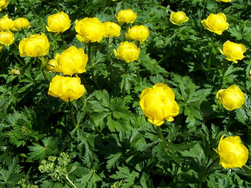 Купальница Лемон куин