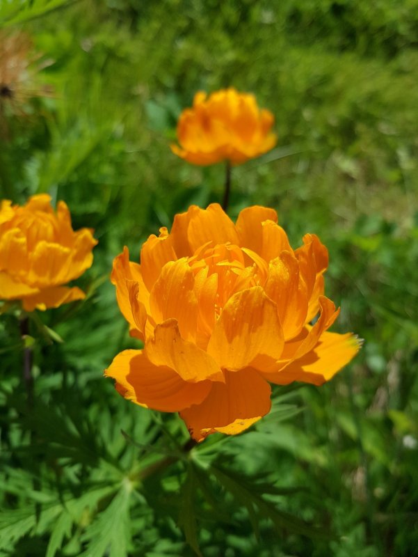 Купальница Юньнаньская
