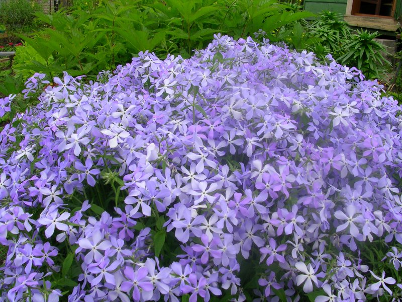 Флокс растопыренный Phlox divaricata Montrose