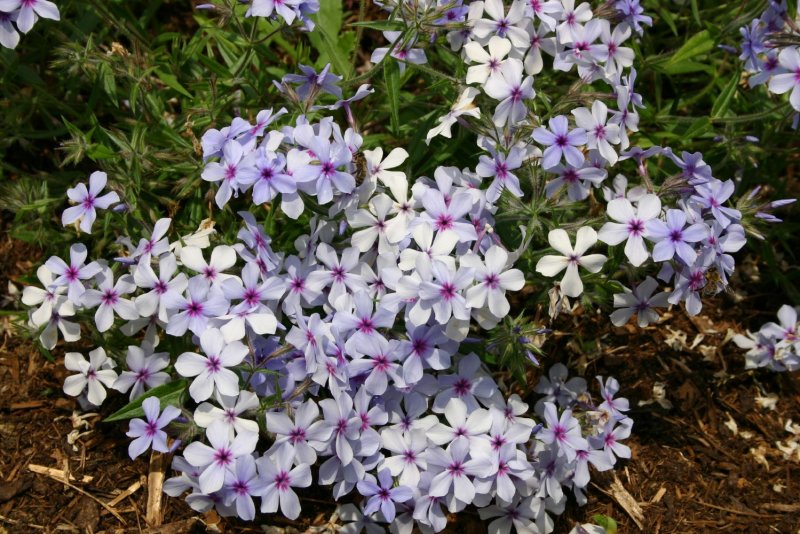 Флокс Phlox divaricata Chattahoochee