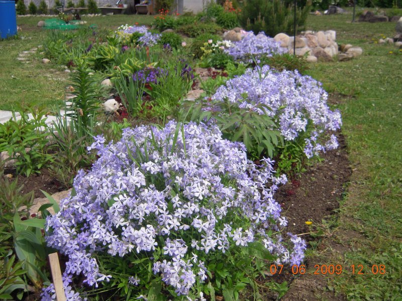 Флоксы примула клематис