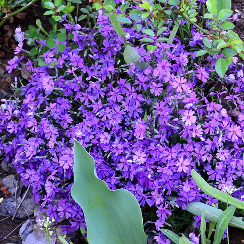 Флокс растопыренный 'clouds of Perfume'