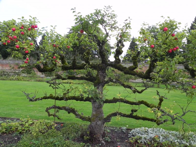Деревья Espalier