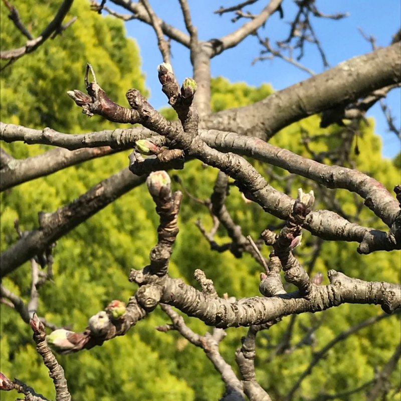 Корявая яблоня