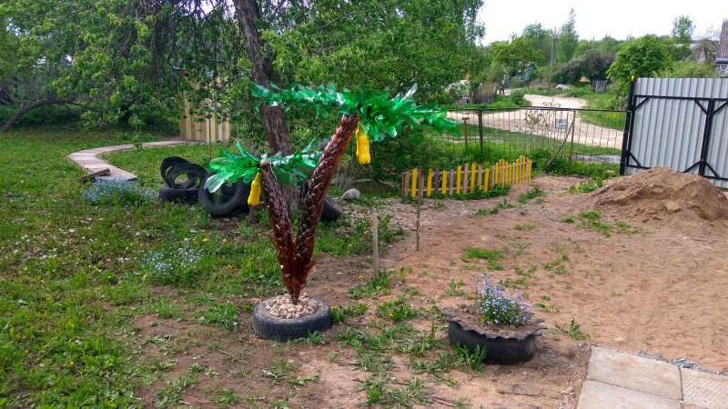 Выращивание пальмы на даче