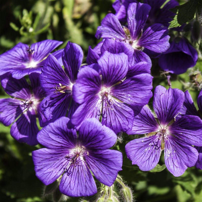 Герань великолепная (Geranium Magnificum)