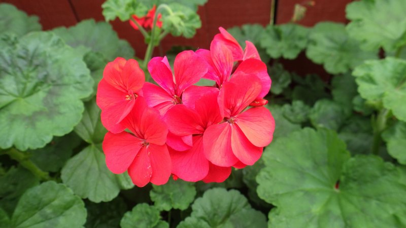 Geranium Magnificum Rosemoor