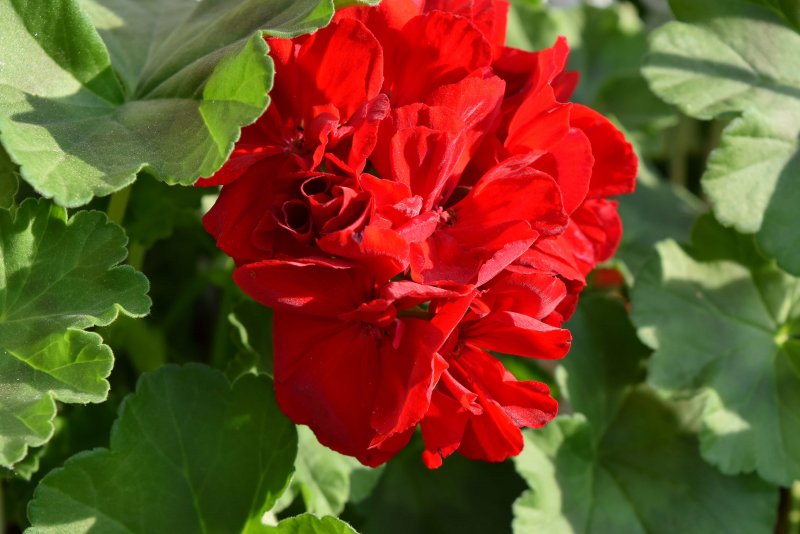 Герань гибридная (Geranium x hybridum `Sirak`)