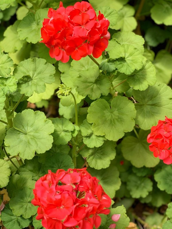 Герань великолепная (Geranium Magnificum)