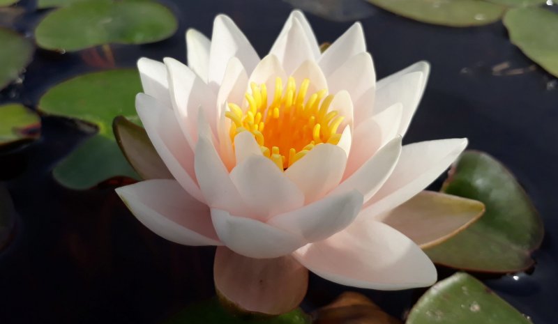 Nymphaea Tetragona