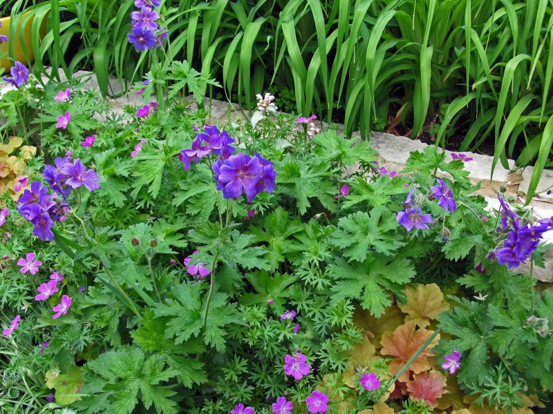 Герань maculatum