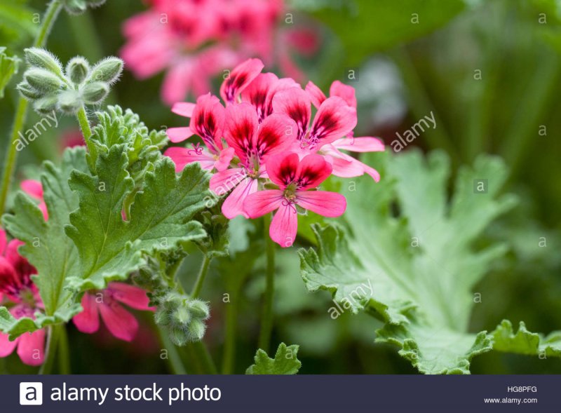 Герань Geranium Sirak