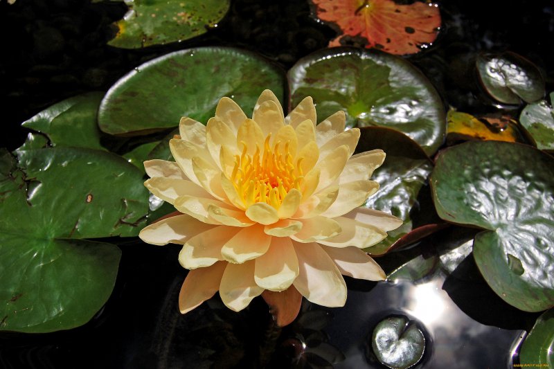Водяная Лилия/Nymphaea