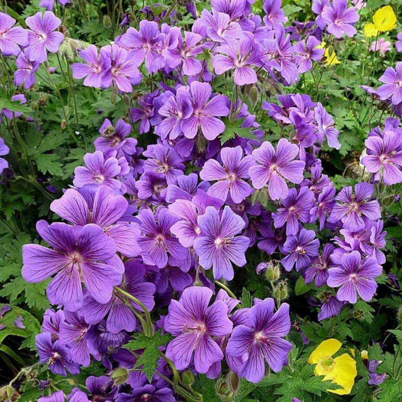 Geranium Fay Anna герань