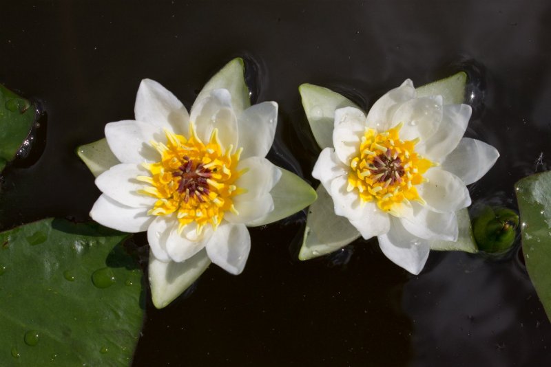 Кувшинка четырехугольная - Nymphaea Tetragona Georgi