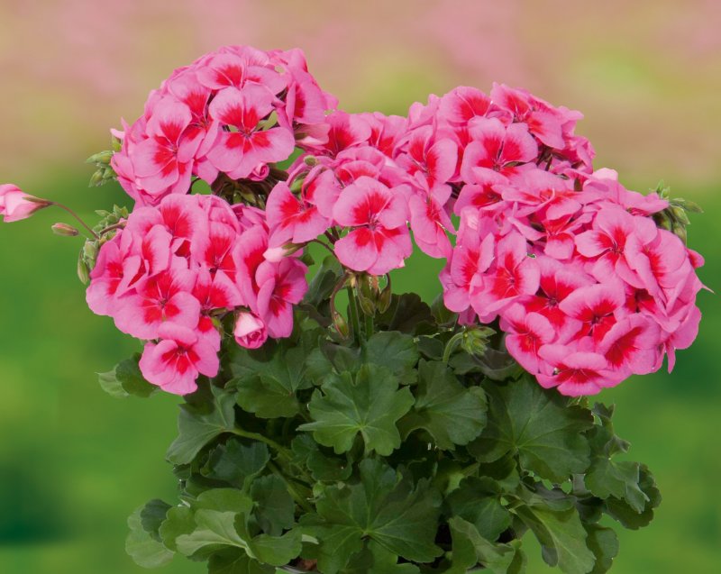 Geranium himalayense Klotzsch герань гималайская