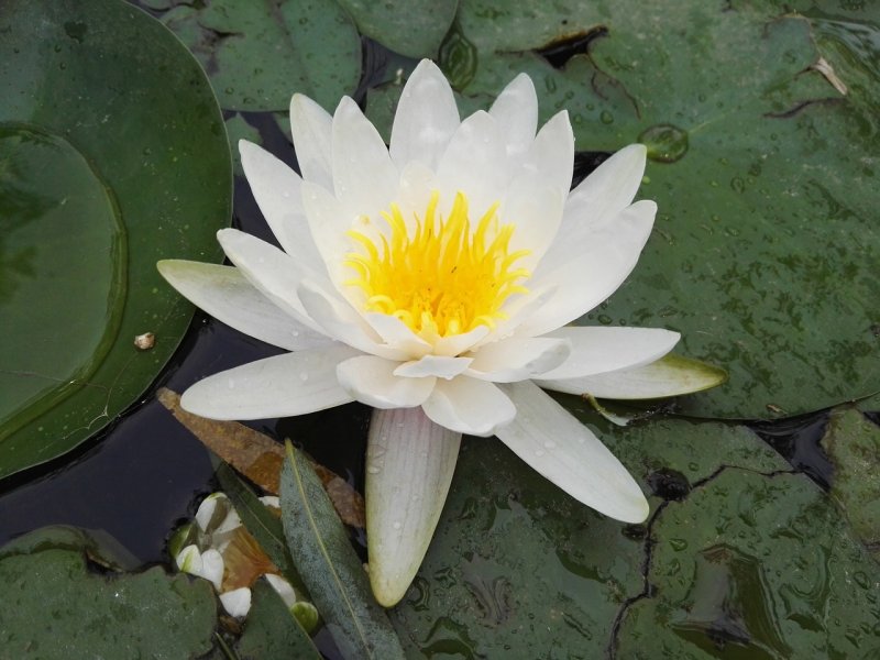 Кувшинка четырехугольная - Nymphaea Tetragona Georgi