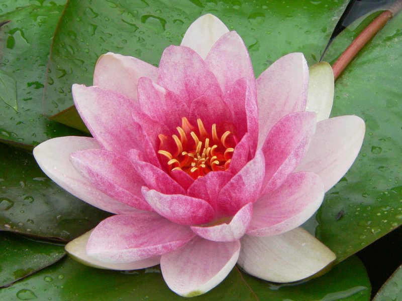 Кувшинка четырехгранная (Nymphaea Tetragona)