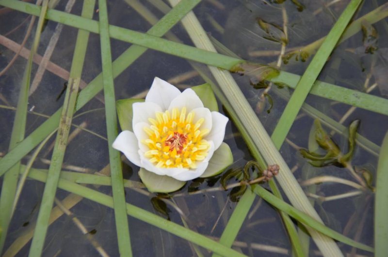 Нимфея Marliacea Chromatella