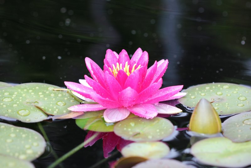 Nymphaea Tetragona