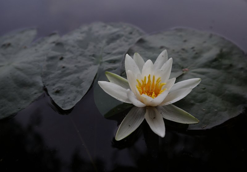 Nymphaea Tetragona Georgi