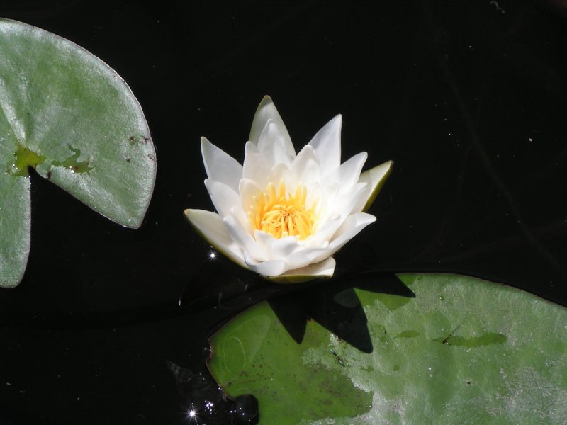 Кувшинка четырехгранная Nymphaea Tetragona Georgi 3