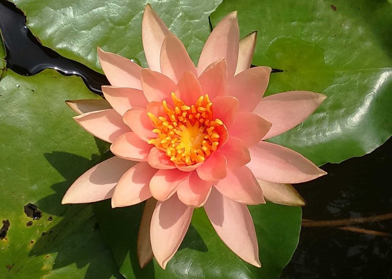 Кувшинка гибридная Nymphaea