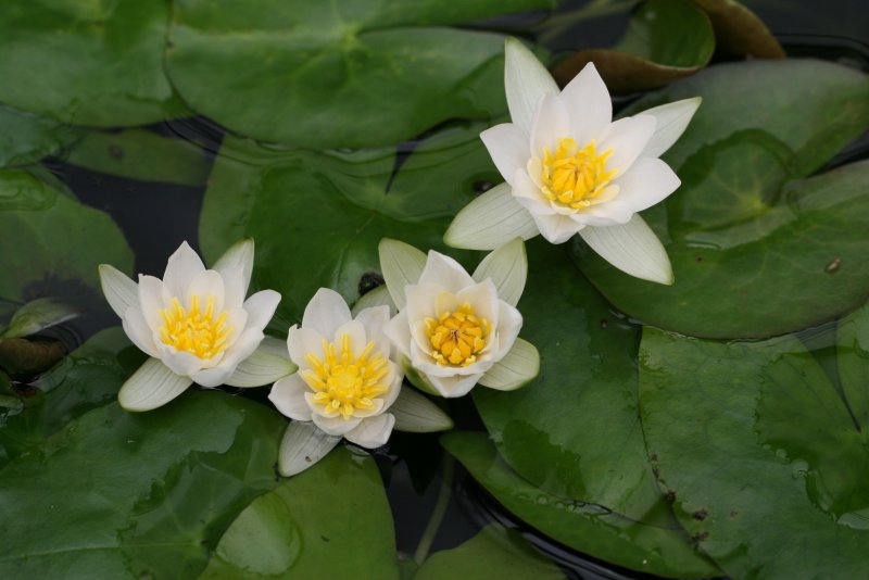 Кувшинка четырехугольная - Nymphaea Tetragona Georgi