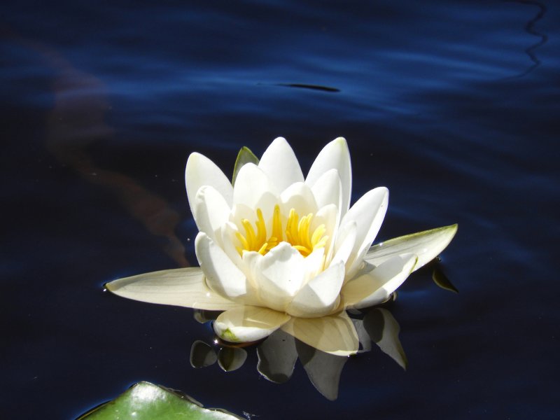 Кувшинка ‘Laydekeri lilacea’