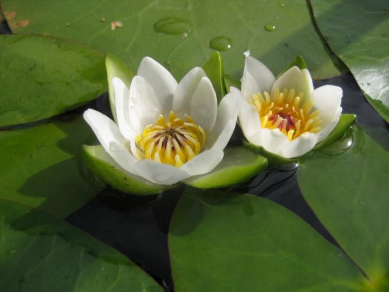 Nymphaea Tetragona