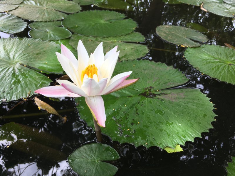 Кувшинка четырехугольная - Nymphaea Tetragona Georgi