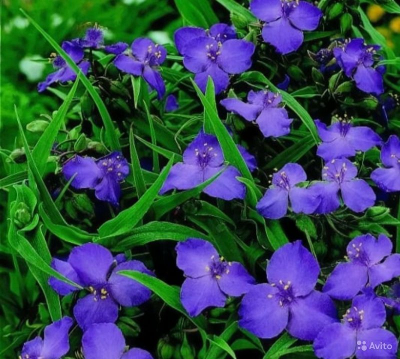 Tradescantia andersoniana
