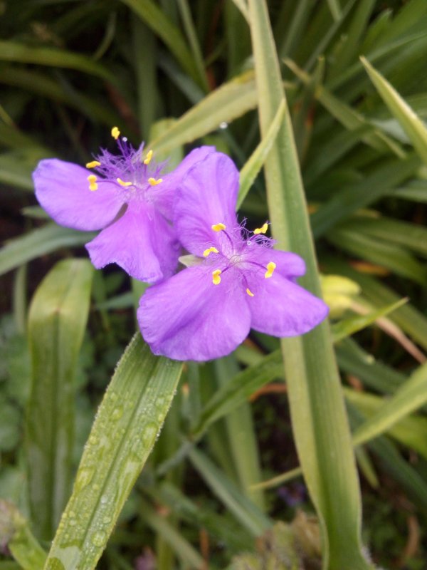 Традесканция виргинская Tradescantia virginiana