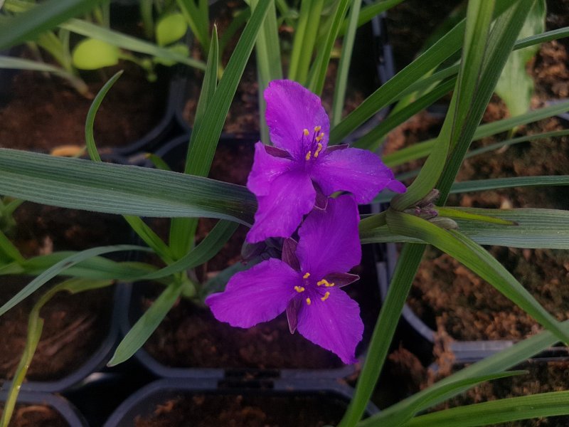 Традесканция виргинская Tradescantia virginiana
