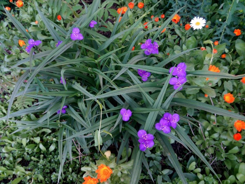 Традесканция виргинская Tradescantia virginiana