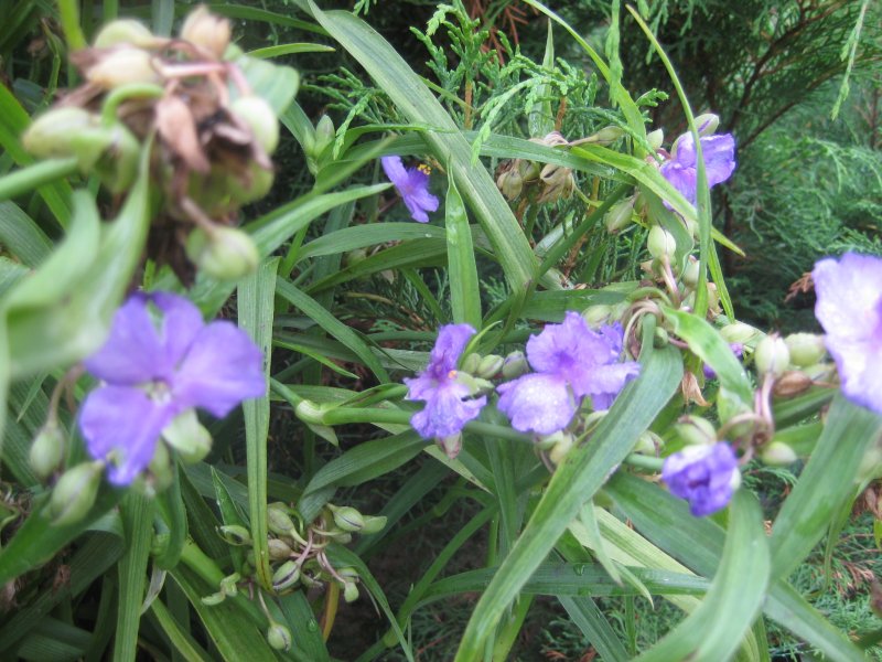 Традесканция caerulea Plena
