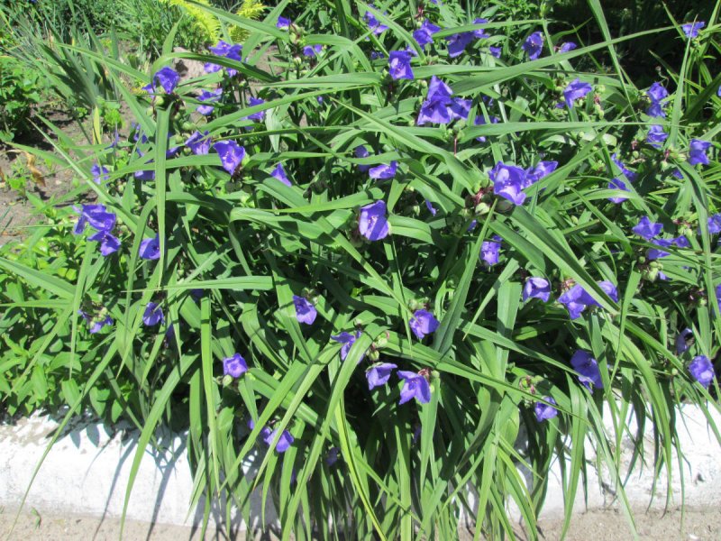 Традесканция виргинская Tradescantia virginiana