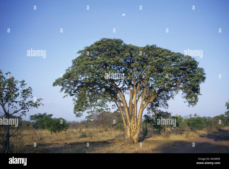 Ficus afghanistanica. Карликовый инжир