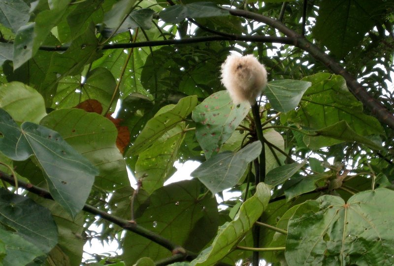 Ochroma lagopus