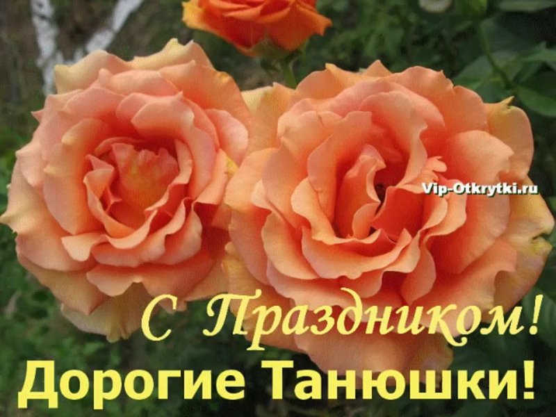 Роза чайно-гибридная ашрам (Ashram)