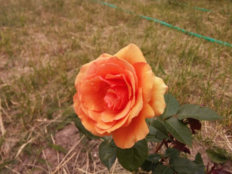 Роза ашрам Rose Ashram (Tantau)