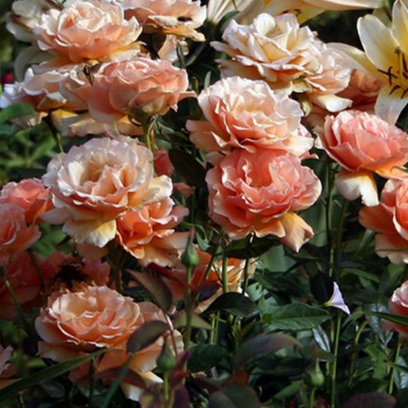 Роза Morden blush (Морден Блаш)