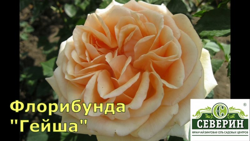 Ашрам роза желтая
