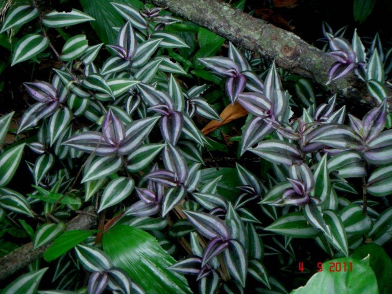 Традесканция зебрина Tradescantia Zebrina