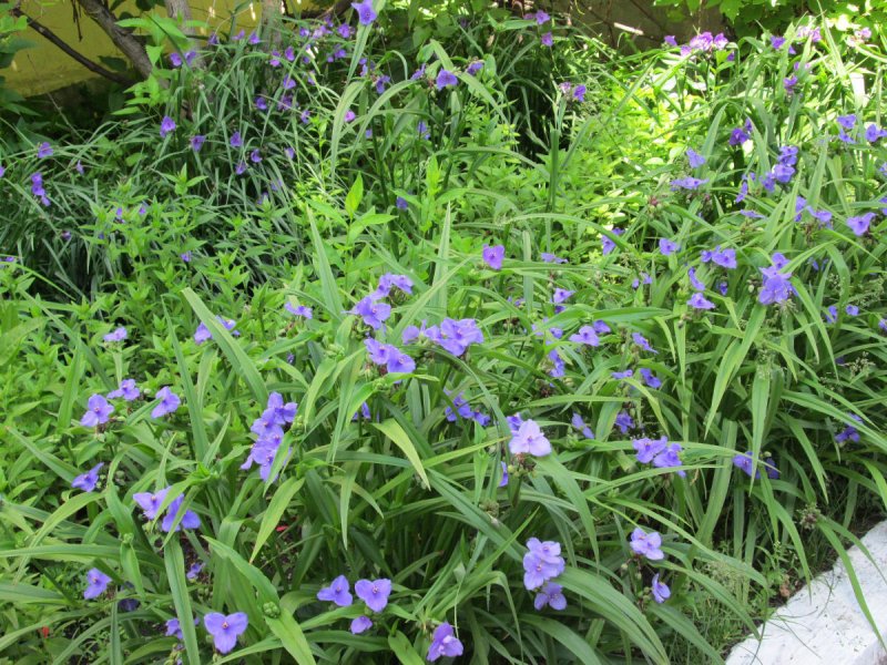 Традесканция виргинская Tradescantia virginiana