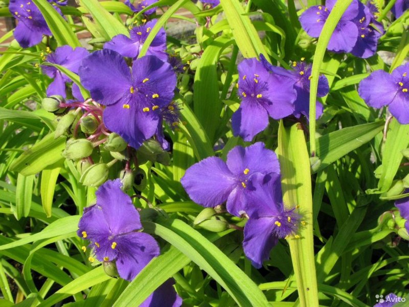 Традесканция виргинская Tradescantia virginiana
