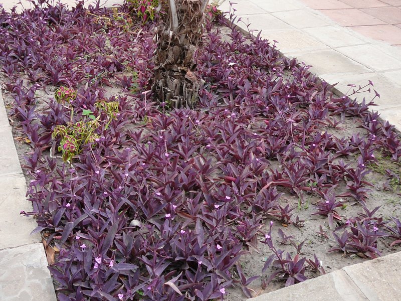 Традесканция Садовая Свит Кейт Tradescantia andersoniana Sweet Kate